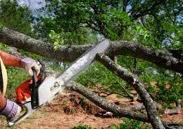 Best Seasonal Cleanup  in Littleton, CO