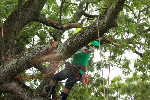 Best Arborist Consultation Services  in Littleton, CO