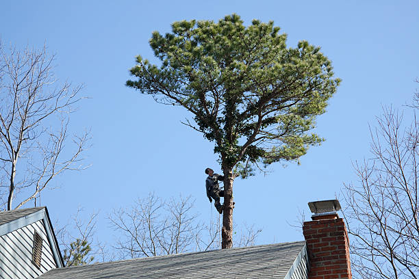 How Our Tree Care Process Works  in  Littleton, CO